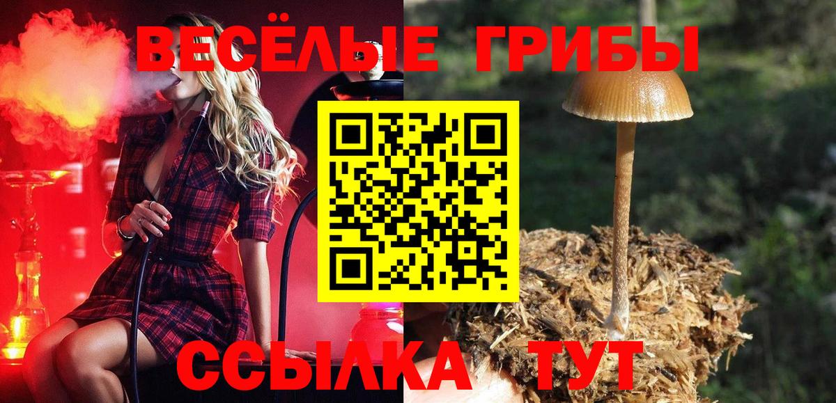 Ртищево  Псилоцибиновые грибы Cubensis  Вход с VPN 